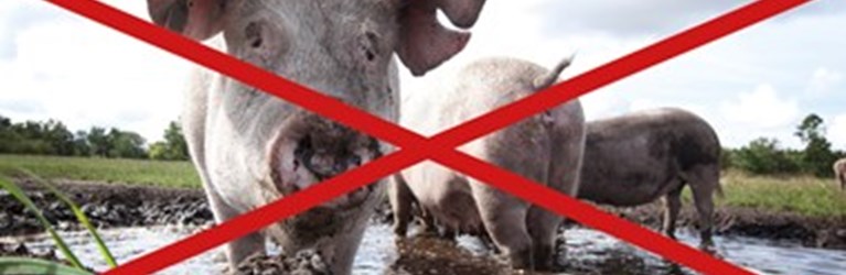 Naturstyrelsen dropper brug af svin i naturpleje